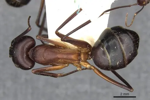 Camponotus erigens specimen CASENT0910255 image casent0910255_1