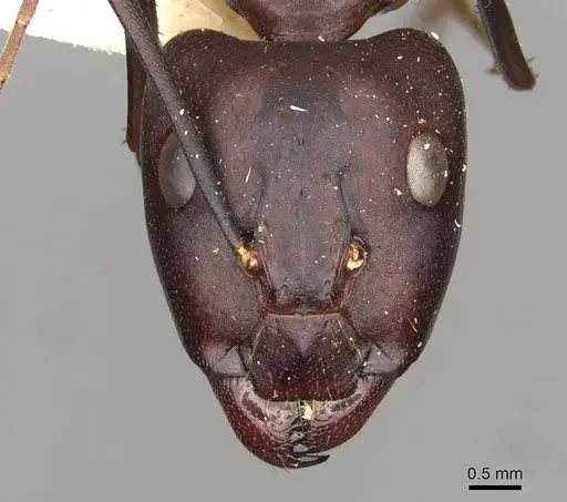 Camponotus erigens specimen CASENT0910255 image casent0910255_2