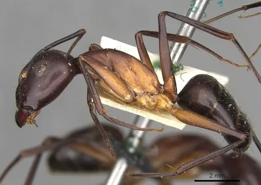 Camponotus erigens specimen CASENT0910255 image casent0910255_3