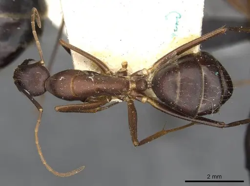 Camponotus erigens specimen CASENT0910256 image casent0910256_1