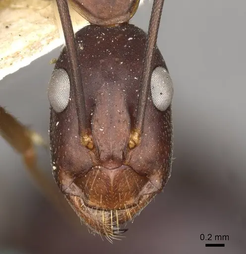 Camponotus erigens specimen CASENT0910256 image casent0910256_2