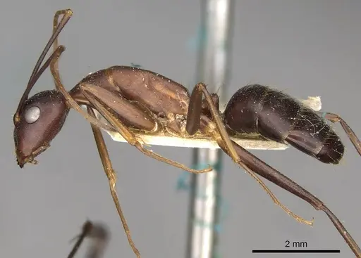 Camponotus erigens specimen CASENT0910256 image casent0910256_3