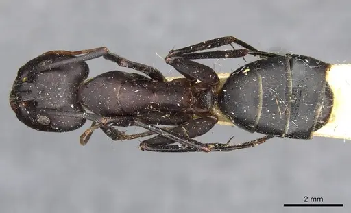 Camponotus erigens specimen CASENT0910257 image casent0910257_1
