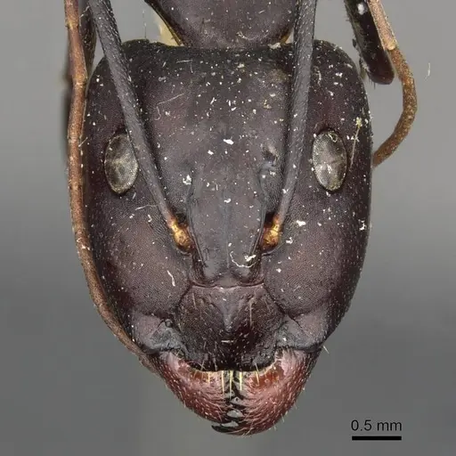 Camponotus erigens specimen CASENT0910257 image casent0910257_2