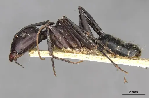 Camponotus erigens specimen CASENT0910257 image casent0910257_3