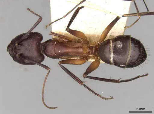 Camponotus erigens specimen CASENT0914004 image casent0914004_1