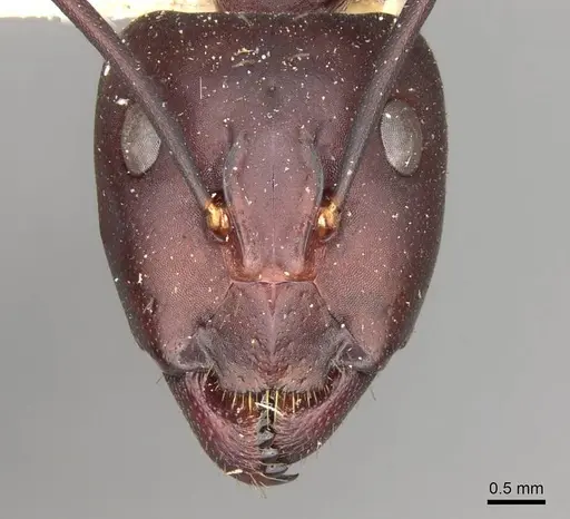 Camponotus erigens specimen CASENT0914004 image casent0914004_2