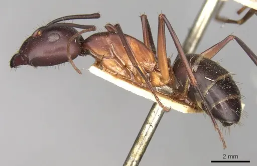 Camponotus erigens specimen CASENT0914004 image casent0914004_3