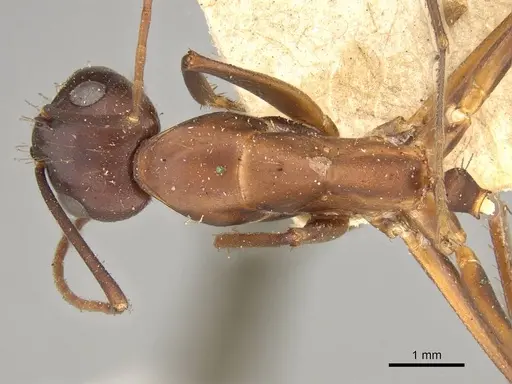 Camponotus erigens specimen CASENT0914005 image casent0914005_1