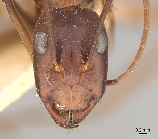 Camponotus erigens specimen CASENT0914005 image casent0914005_2