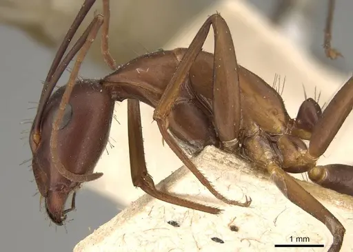 Camponotus erigens specimen CASENT0914005 image casent0914005_3
