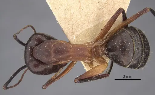 Camponotus erigens specimen CASENT0917854 image casent0917854_1