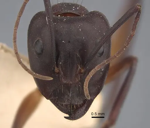 Camponotus erigens specimen CASENT0917854 image casent0917854_2