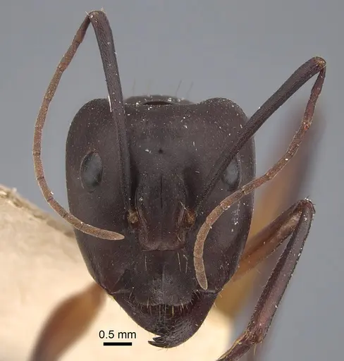 Camponotus erigens specimen CASENT0917854 image casent0917854_3
