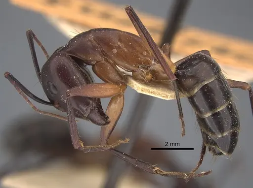 Camponotus erigens specimen CASENT0917854 image casent0917854_4