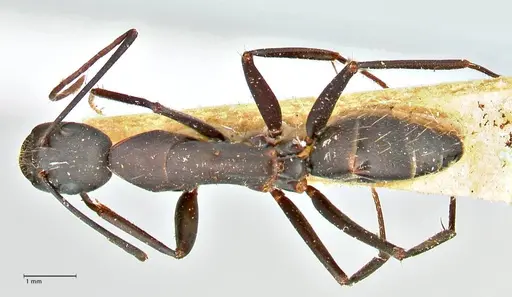 Camponotus erigens specimen FOCOL2442 image focol2442_1