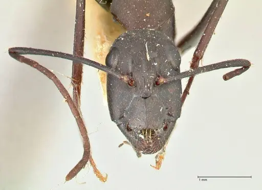 Camponotus erigens specimen FOCOL2442 image focol2442_2