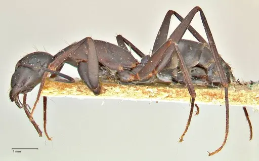 Camponotus erigens specimen FOCOL2442 image focol2442_3