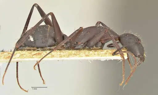 Camponotus erigens specimen FOCOL2442 image focol2442_4