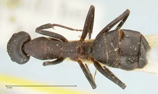 Camponotus erigens specimen FOCOL2443 image focol2443_1