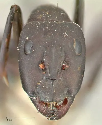 Camponotus erigens specimen FOCOL2443 image focol2443_2