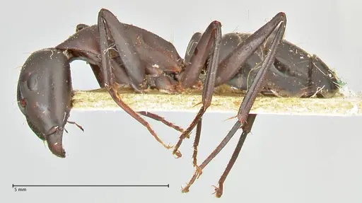 Camponotus erigens specimen FOCOL2443 image focol2443_3