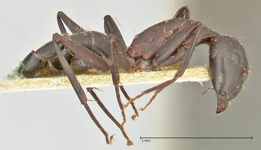 Camponotus erigens specimen FOCOL2443 image focol2443_4