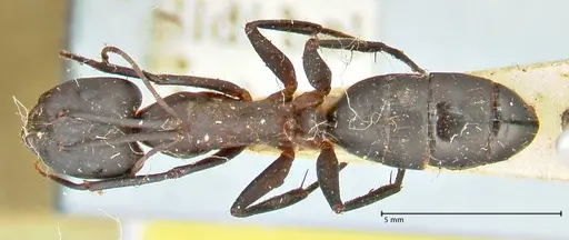 Camponotus erigens specimen FOCOL2444 image focol2444_1