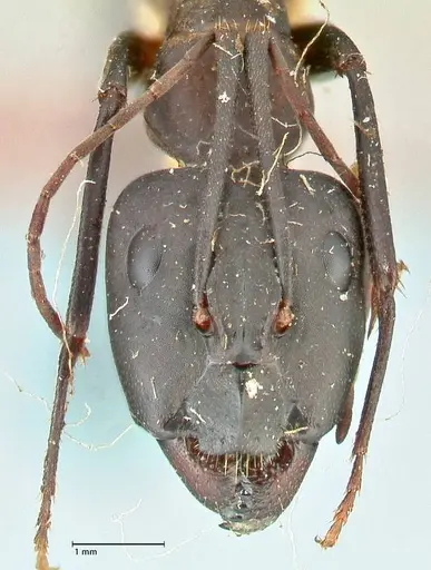 Camponotus erigens specimen FOCOL2444 image focol2444_2