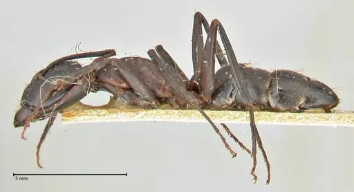 Camponotus erigens specimen FOCOL2444 image focol2444_3