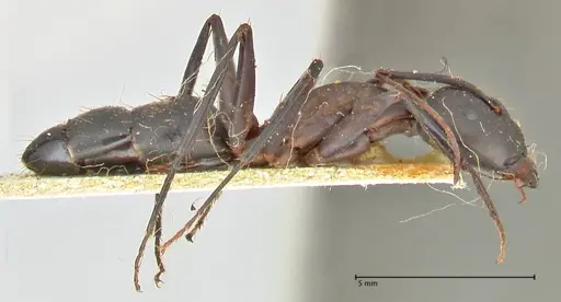 Camponotus erigens specimen FOCOL2444 image focol2444_4