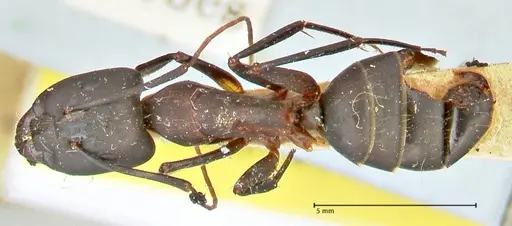 Camponotus erigens specimen FOCOL2445 image focol2445_1
