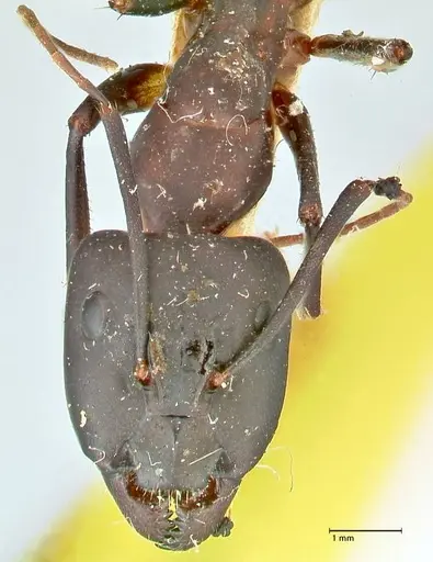Camponotus erigens specimen FOCOL2445 image focol2445_2