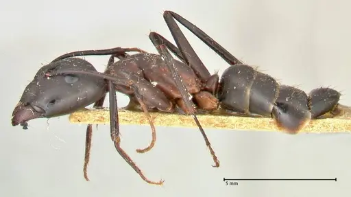 Camponotus erigens specimen FOCOL2445 image focol2445_3