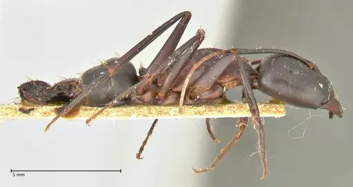 Camponotus erigens specimen FOCOL2445 image focol2445_4