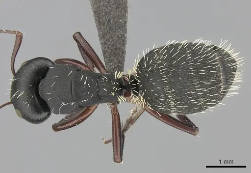 Camponotus erinaceus specimen CASENT0235414 image casent0235414_1