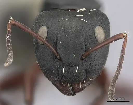 Camponotus erinaceus specimen CASENT0235414 image casent0235414_2