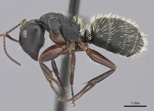 Camponotus erinaceus specimen CASENT0235414 image casent0235414_3