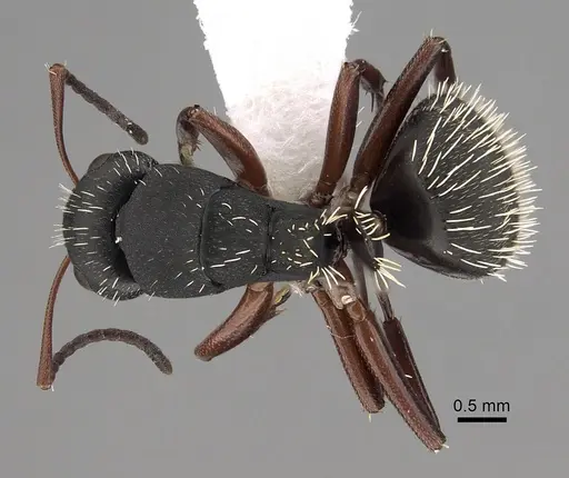 Camponotus erinaceus specimen CASENT0280291 image casent0280291_1