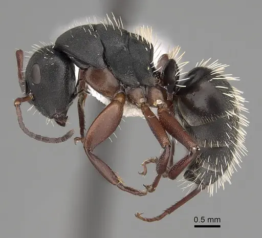 Camponotus erinaceus specimen CASENT0280291 image casent0280291_3