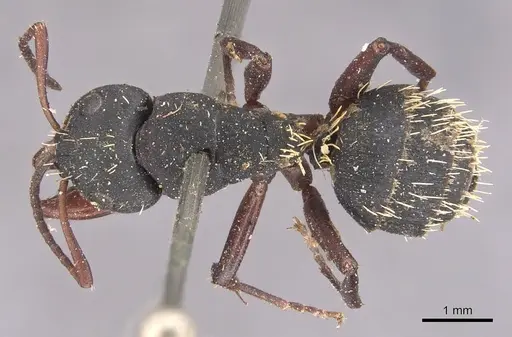 Camponotus erinaceus specimen CASENT0905434 image casent0905434_1