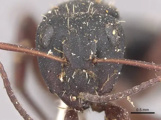 Camponotus erinaceus specimen CASENT0905434 image casent0905434_2