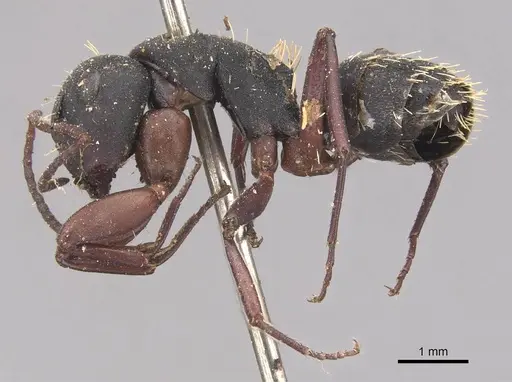 Camponotus erinaceus specimen CASENT0905434 image casent0905434_3