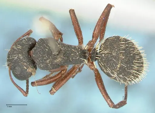 Camponotus erinaceus specimen FOCOL2342 image focol2342_1