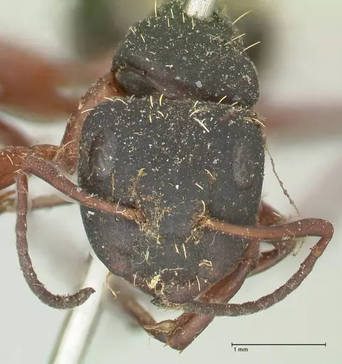 Camponotus erinaceus specimen FOCOL2342 image focol2342_2