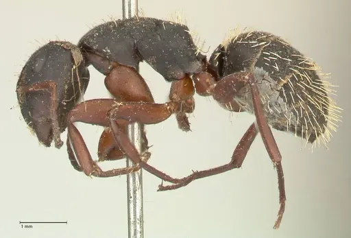 Camponotus erinaceus specimen FOCOL2342 image focol2342_3