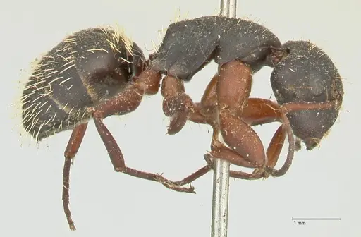 Camponotus erinaceus specimen FOCOL2342 image focol2342_4