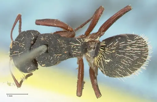 Camponotus erinaceus specimen FOCOL2343 image focol2343_1