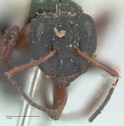 Camponotus erinaceus specimen FOCOL2343 image focol2343_2