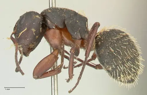 Camponotus erinaceus specimen FOCOL2343 image focol2343_3